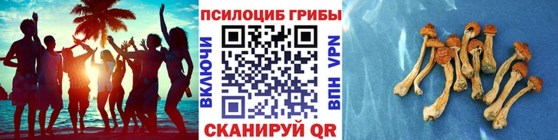 где продают   Красково  Псилоцибиновые грибы GOLDEN TEACHER 